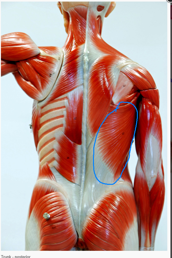 <p>What is the function of the muscle circled? </p>
