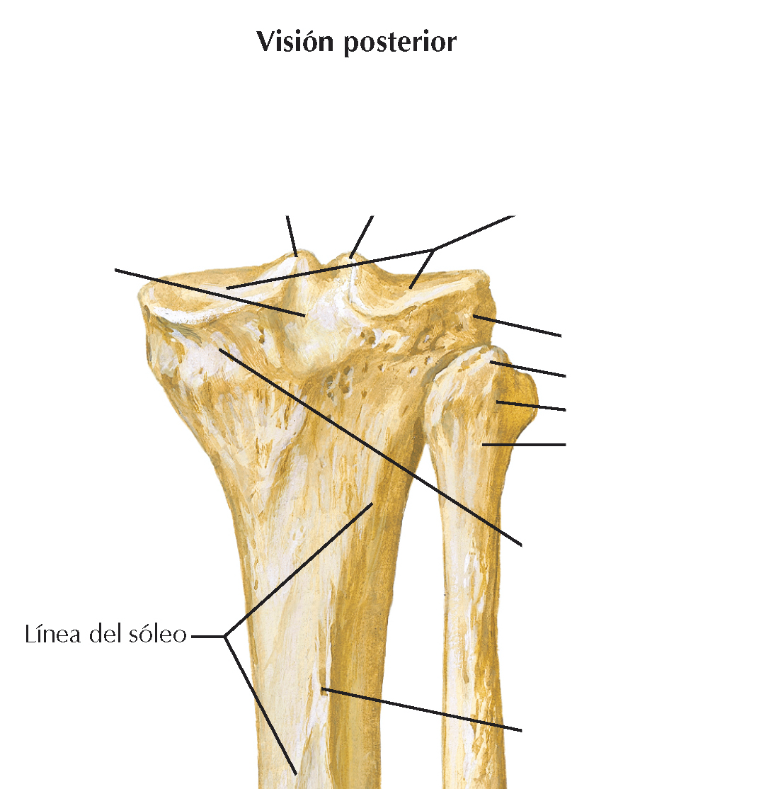 <p>En la cara posterior de la porción proximal del cuerpo de la tibia existe una cresta rugosa y diagonal</p>