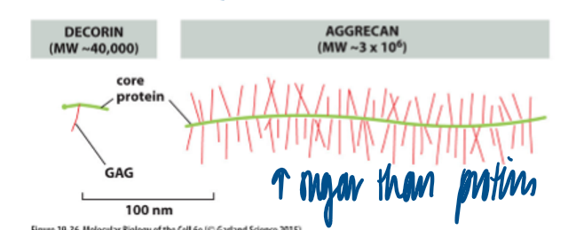 <p>proteoglycan as the core protein </p><ul><li><p>unlike glycoproteins, where there is more protein than sugar bound in the complex </p></li></ul><p></p>