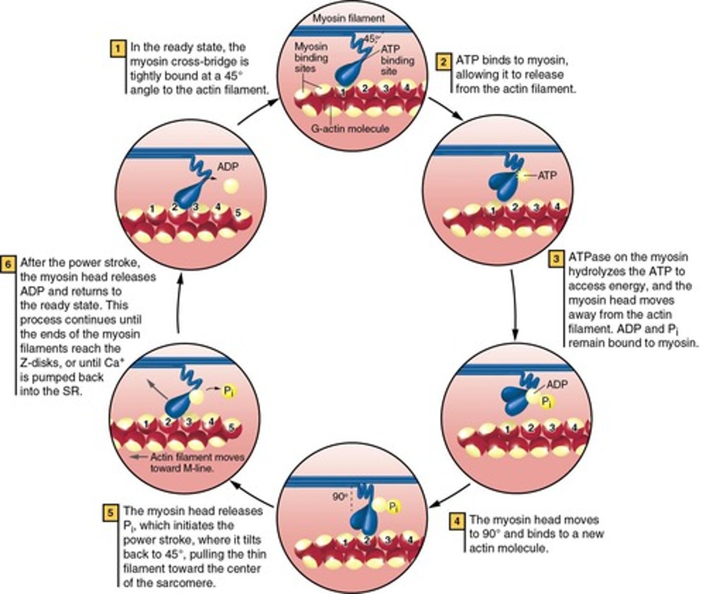 <p>Myosin heads interact with actin to produce contraction.</p>