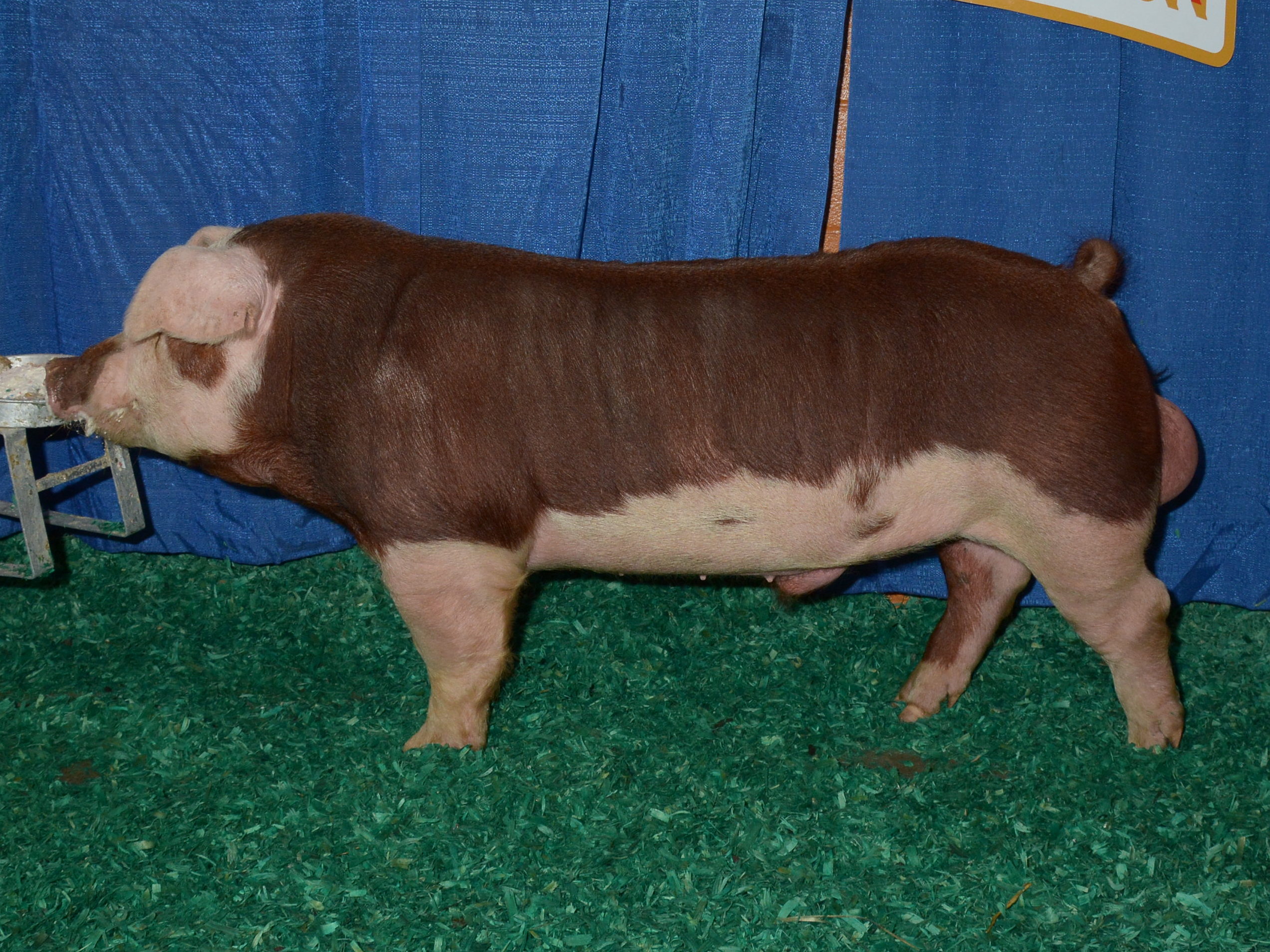 <p>A breed of domestic pig named for its color and pattern, which is similar to that of the Hereford breed of cattle: red and white face.</p>