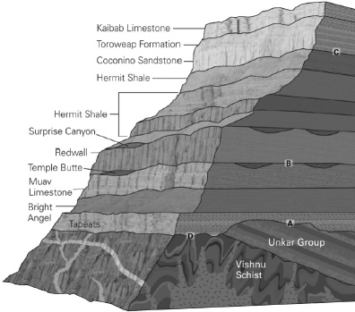 <p><span>In the following image of the Grand Canyon, identify the disconformity.</span></p>