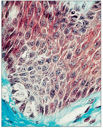 <p>name of histologic slide:</p><p>Specie:</p><p>Stain used:</p>