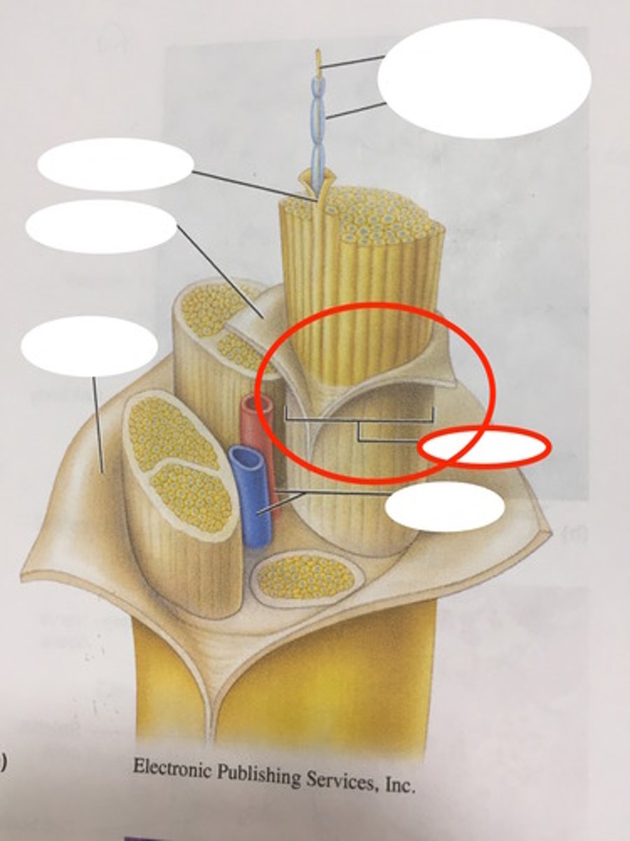 <p>Bundle of axons within a nerve</p>