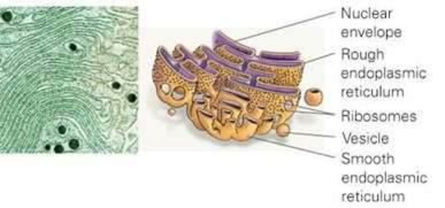 <p>Membrane network with ribosomes attached for protein synthesis.</p>