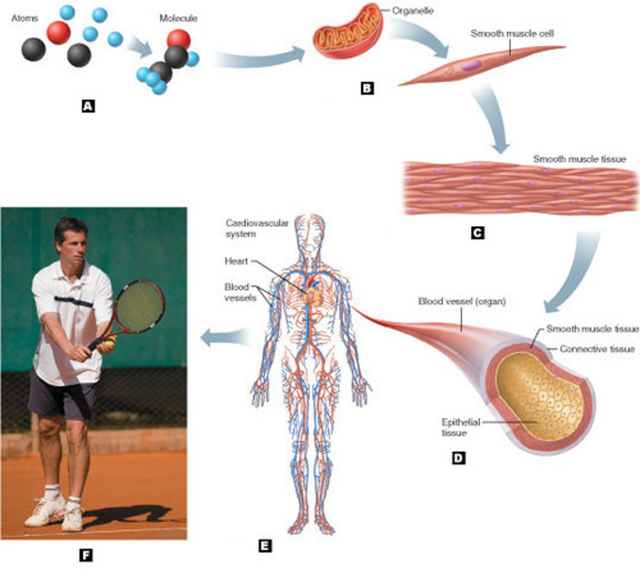 <p>organelles combine to form cells; levels of organization</p>