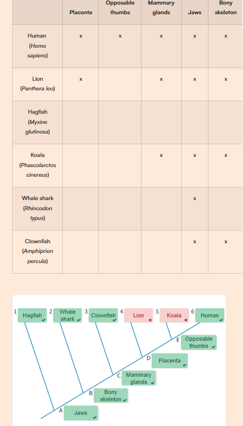 <p>On a cladogram, scientists try to group together species with similar traits, because they’re more closely related to each other. They also try to place species in a way that makes most sense based on the way they evolved and create a tree with the fewest number of sequence changes or trait differences. For example, it makes more sense to put egg-laying mammals like the playtpus in the mammal group, because putting them there requires fewer developments of new characteristics and fewer changes in traits then putting them in a totally different group like the reptile group (even though they also lay eggs)</p>