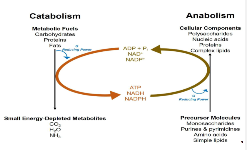 <ul><li><p>Method of extracting molecules (1) catabolic</p></li><li><p>Opp. Take smaller molecules to make larger more complex ones , need free energy to do it- anabolic </p></li><li><p>They’re united by energy and reducing power- atp, Nadh, nadph ( these unite the two process)</p></li><li><p>If one stop the other will stop, vice versa </p></li></ul><p></p>