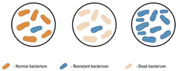 <ol><li><p>Within every population there is variation. Some bacteria will be resistant to antibiotics</p></li><li><p>When treated with an antibiotic, those that are not resistant will die (antibiotics act as a selection pressure)</p></li><li><p>These ‘resistant’ bacteria are able to survive and reproduce, passing this ‘resistance’ onto their offspring</p></li></ol>