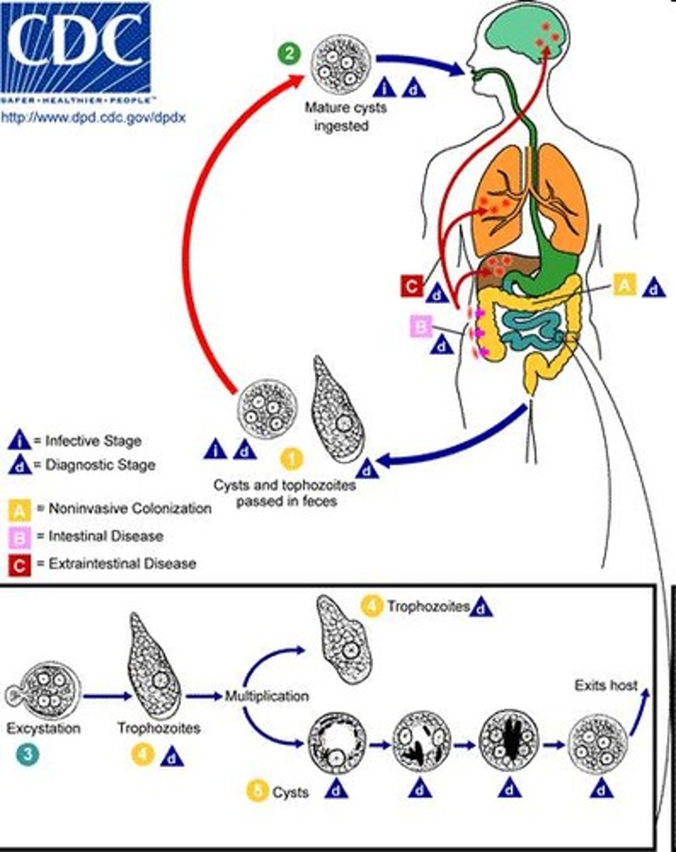 <p>Distinguishing between bacillary and amebic dysentery.</p>
