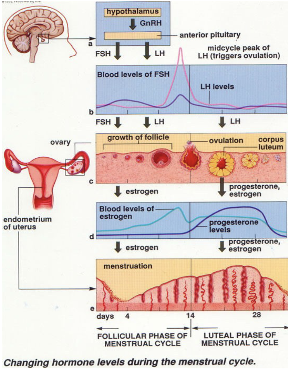 * GnRH stimulates the release of FSH and LH
* secondary follicles secrete estrogen (acts of reproductive tract)
* LH and FSH surge