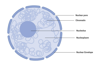 <p>membrane bound. the center of the cell and location of the cell’s/organisms’s genetic material (DNA)</p>