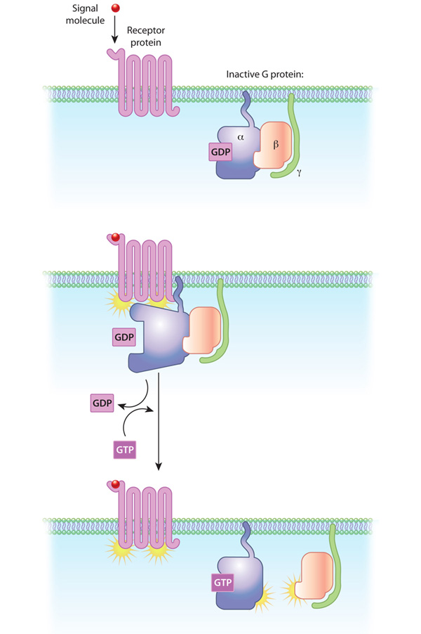 <p>When a ligand binds to a GPCR, the receptor undergoes a conformational change, activating a nearby G protein. This causes GDP (inactive) on the G protein’s <strong>alpha subunit</strong> to be replaced by GTP (active), leading to the dissociation of the <strong>alpha subunit</strong> and <strong>beta-gamma dimer</strong>, which then interact with other cellular targets to propagate the signal.</p>