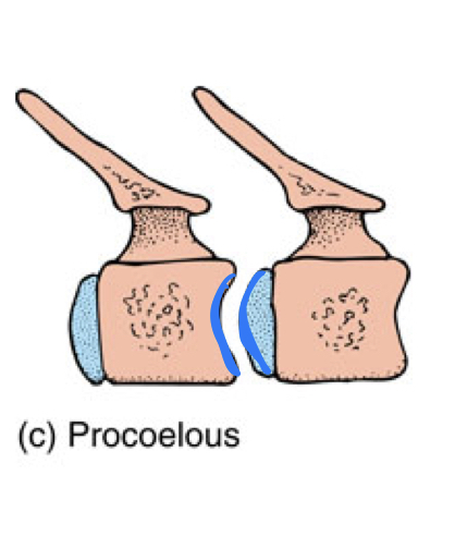 procoelous