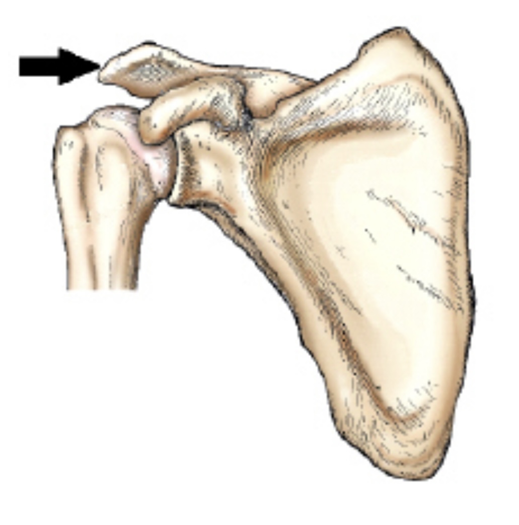 <p>The part identified by the arrow in this figure is the:</p>