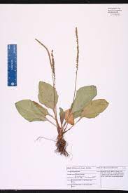 <p>Plantago major</p>