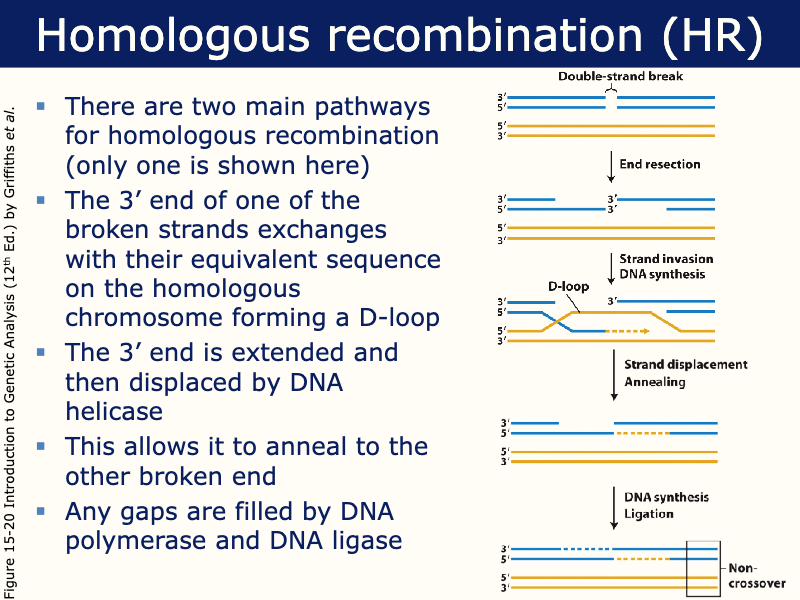 <ul><li><p>3’ end of one of the broken strands exchanges with their equivalent sequence on the homologous chromosome</p><ul><li><p>Forms a D-loop- helps damaged strand bind with complementary strand on other template </p></li></ul></li><li><p>3’ end is extended and displaced by DNA helicase</p></li><li><p>Allows it to anneal to the other broken end</p></li><li><p>Gaps filled by DNA polymerase and DNA ligase </p></li></ul><p></p>