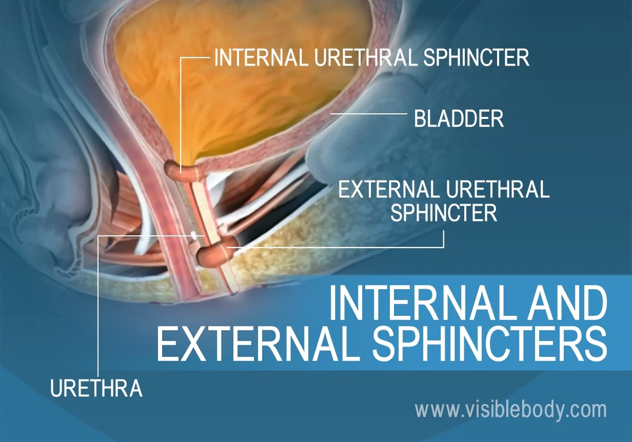 <p>a voluntary muscle located at the lower end of the urethra, which controls the flow of urine; situated in the pelvic floor, between the pubic bone and the perineum</p>