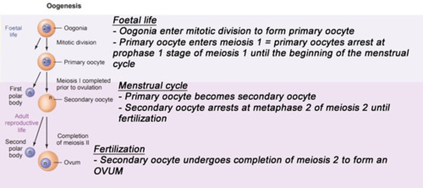 <p>Foetal Life</p><p>- Oogonia enter mitotic division to form primary oocyte</p><p>- Primary oocyte enters meiosis 1 </p><p>- Primary oocytes arrest at prophase 1 stage of meiosis 1 until puberty (beginning of menstrual cycle)</p><p>Beginning of Menstrual Cycle</p><p>- Primary oocyte becomes a secondary oocyte </p><p>- Secondary oocyte arrests at metaphase 2 of meiosis 2 until fertilisation occurs</p><p>Fertilisation </p><p>- Secondary oocyte undergoes completion of meiosis 2 to form an Ovum </p><p>Oogonia → primary oocyte → secondary oocyte → ovum</p>