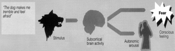 <ul><li><p>the emotion is produced in the brain alone.</p><ul><li><p>An emotion is mediated via brain activity following recipes &amp; processing of sensory information</p></li><li><p>Thus, the emotional cognition &amp; the autonomic arousal &amp; skeletal action occur simultaneously</p></li></ul></li></ul><p></p>