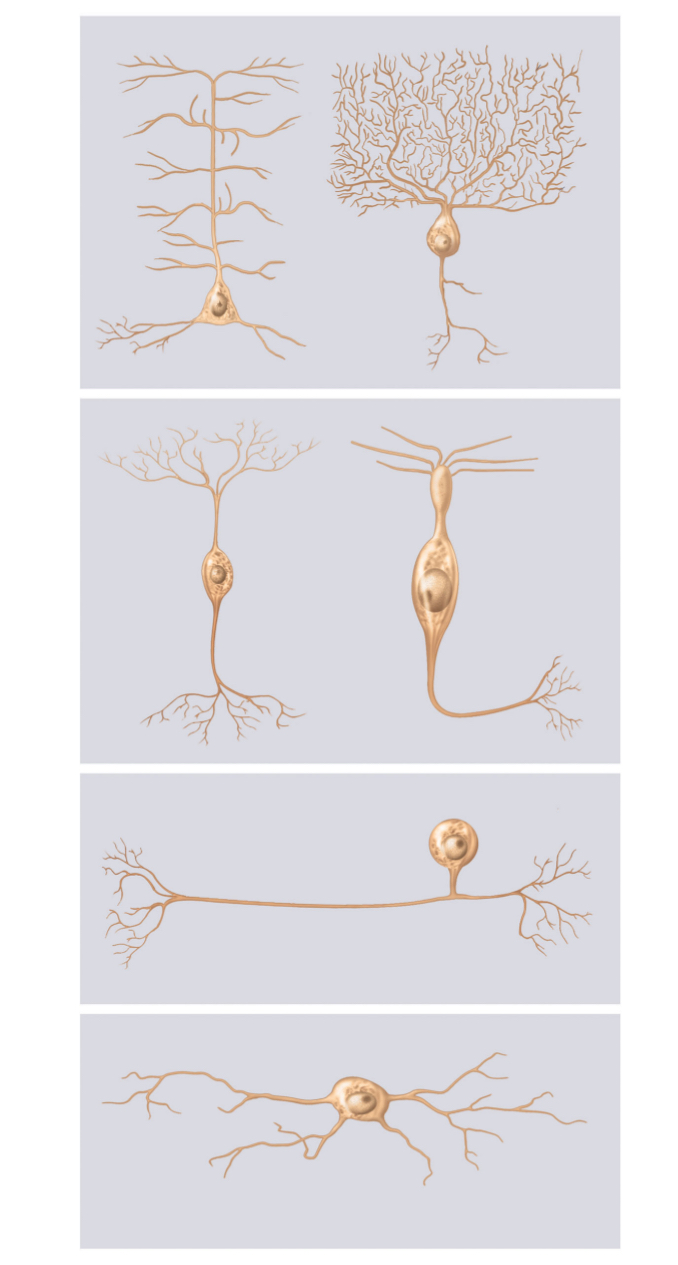 <p>identify four types of neuron structure</p>