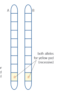 <p>what genotype does this picture show?</p>