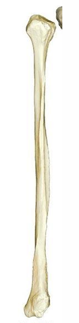 <p>Long bones</p>