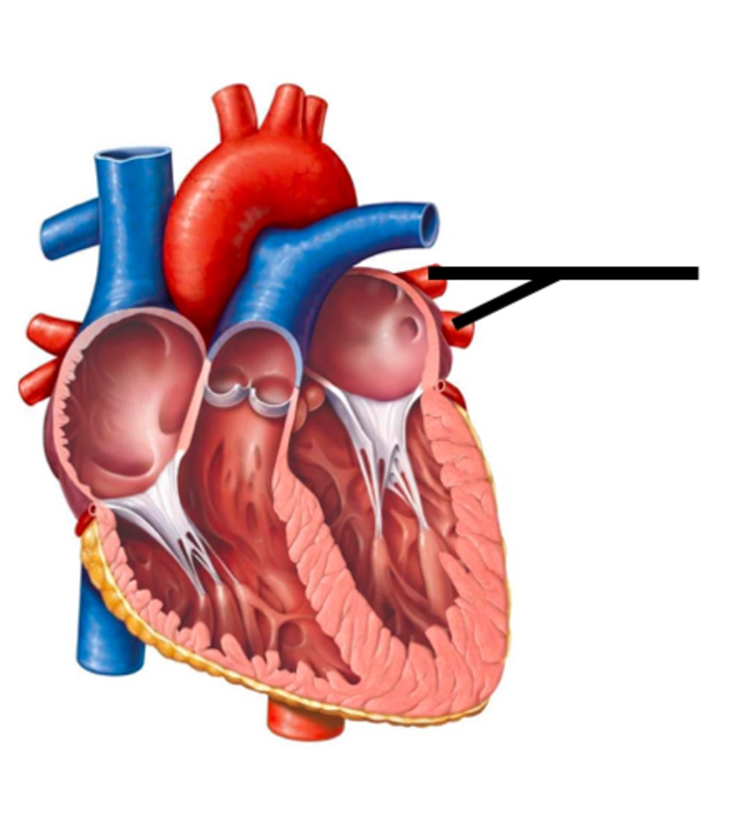<p>large blood vessels that receive oxygenated blood from the lungs and drain into the left atrium of the heart</p>