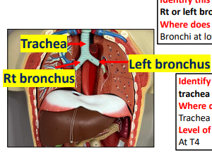 <p>trachea </p><p>right and left bronchi</p><p>right and left bronchi again weirdo</p><p>they begin at lower border of T4</p>