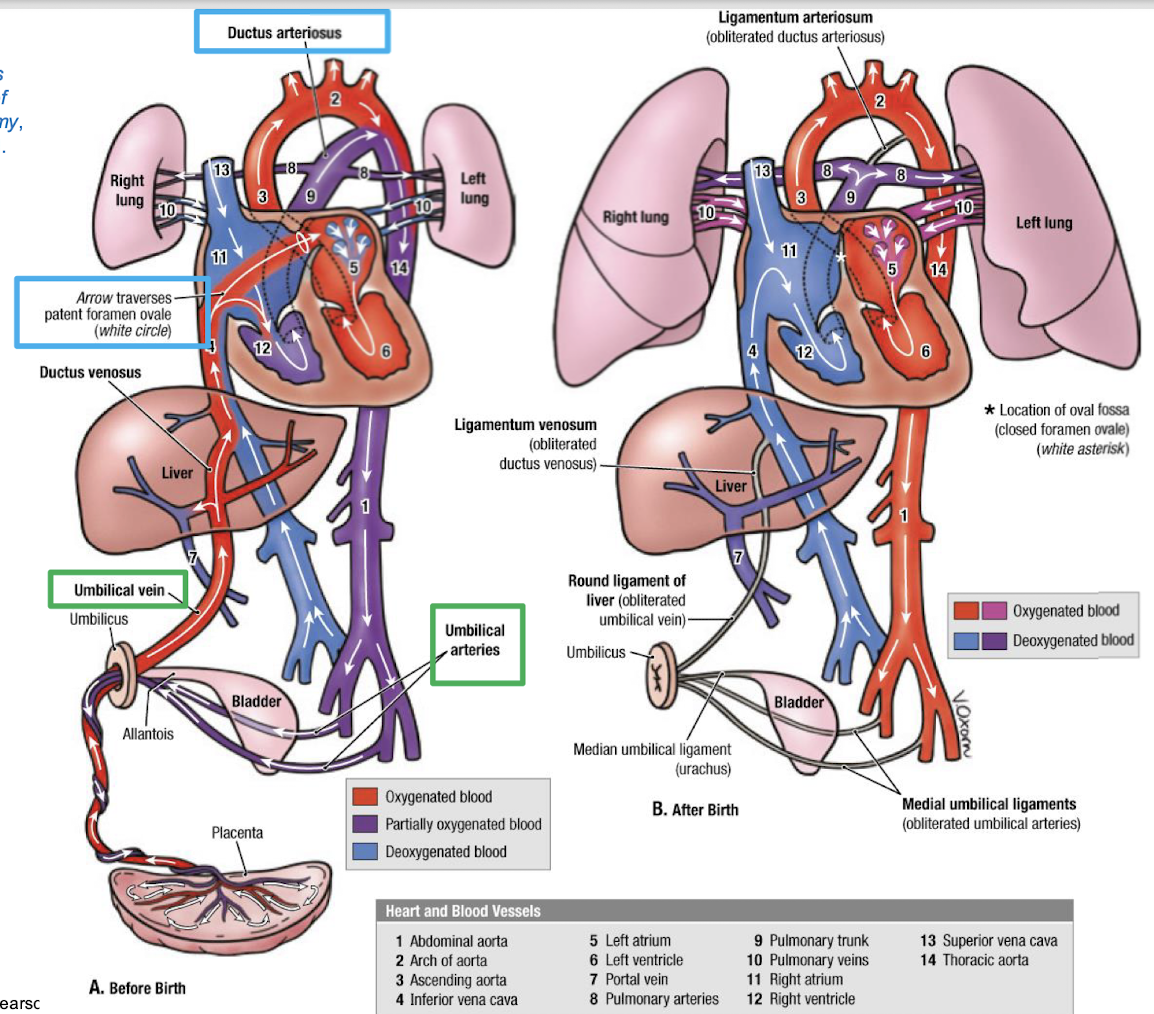 <ul><li><p>Placenta develops </p></li><li><p>Placental circulation </p><ul><li><p>Blood flows from the fetus to the placenta in the <strong>paired umbilical arteries </strong>(away from the fetal heart) </p></li><li><p>Blood returns via a <strong>single umbilical vein </strong>(fresh oxygenated blood to fetus) </p></li></ul></li></ul><p></p>