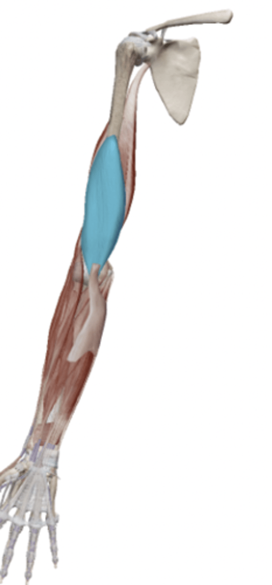 <p>What is the OIAN of the Brachialis</p>