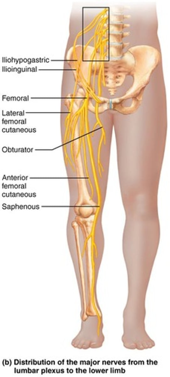 <p>Innervates the quadriceps group (motor) and the skin of the anterior thigh and medial leg from knee to foot.</p>