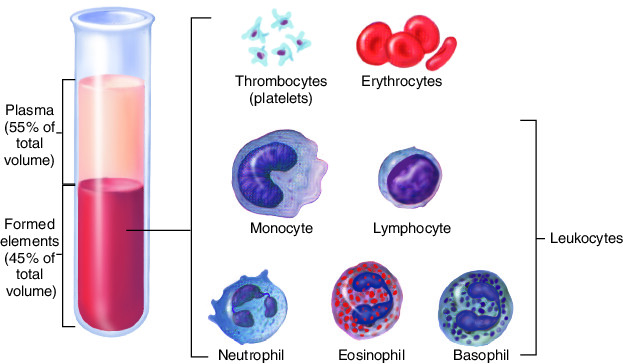 <p>The formed elements of the blood consist of</p>