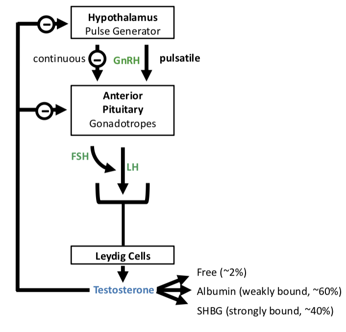 <p><strong>Testosterone Binding&nbsp;</strong></p><ul><li><p>free testosterone (____%) —> active form that diffuses into tissues</p></li><li><p>albumin-bound (~____%) —> weakly bound, still bioavailable</p></li><li><p>SHBG-bound (~______%) —> strongly bound, biologically inactive</p></li></ul><p></p>