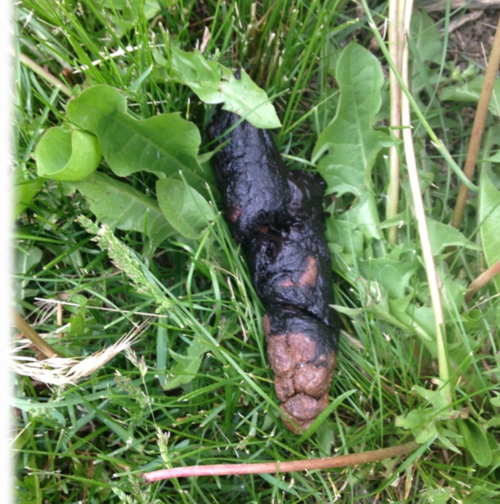 <p>-hematemesis</p><p>-melena</p><p>-unexplained regenerative anemia</p><p>-iron deficiency anemia (chronic blood loss from GI tract)</p>