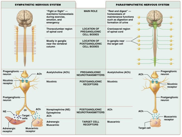 <p>Muscarinic</p>