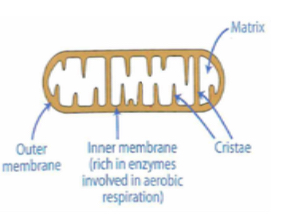 <p>Bean shaped.</p><p>Have a double membrane separated by an inter-membrane space.</p><p>The inner membrane is highly folded to form cristae that extend into the matrix of the mitochondria.</p>