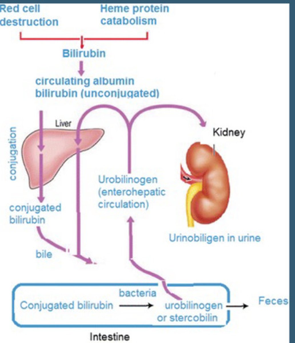 <p>Conjugated Bilirubin is catabolized by Gut Bacteria and leads to the formation and absorption of urobilinogen.</p><p>Most is excreted via liver and small amounts are excreted by kidneys</p>