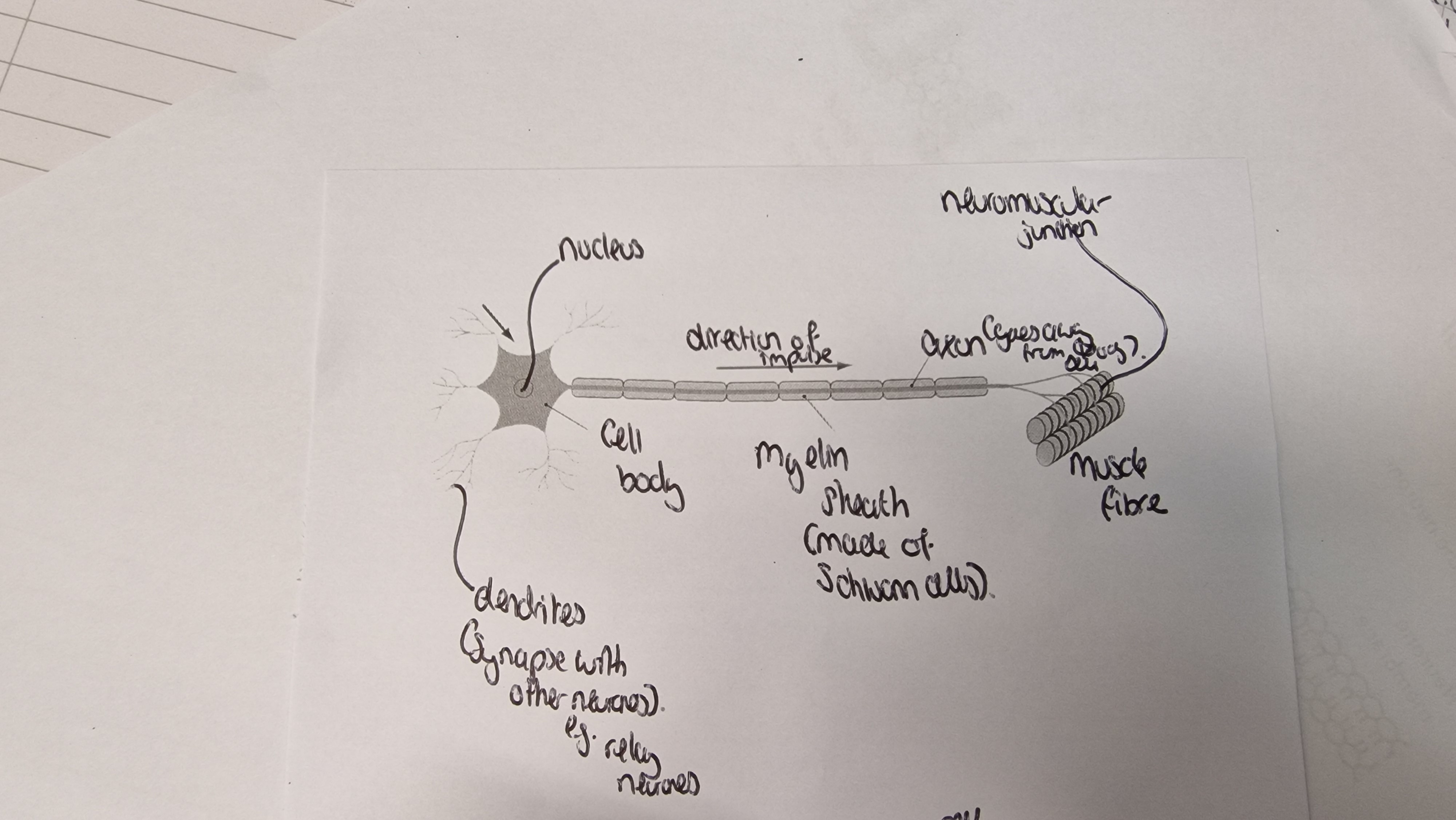 <p>contains the cell body, myelin sheath, axon neuromuscular junction and muscle fibre. The direction of the impulse is from the cell body to the muscle fibre</p>