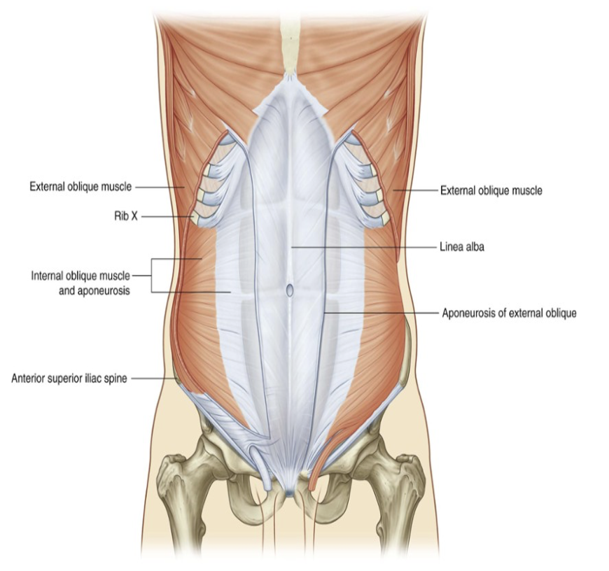 <ul><li><p>Deep to the external oblique muscle — 2nd of 3 flat muscles</p></li><li><p>Smaller &amp; thinner than external oblique, with most muscles fibers passing in a supromedial direction</p></li><li><p>Lateral muscular components end anteriorly as an aponeurosis blending into the linea alba at the midline</p></li><li><p>Origin — thoracolumbar fascia, iliac crest, &amp; ileopectineal arch</p></li><li><p>Insertion — cranially at lower costal cartilages &amp; ventrally at linea alba</p></li><li><p>Caudal fibers extend to spermatic cord &amp; merge to form the cremaster muscle (male)</p></li><li><p>Semilunar lines (linea semilunaris) — formed by the divisions of the internal oblique aponeurosis &amp; correspond with lateral margins of rectus abdominis muscle</p></li><li><p>Extend from tip of the 9th costal cartilage to the pubic tubercle</p></li><li><p>Innervation —</p><ul><li><p>Anterior rami of lower six thoracic spinal nerves (T7 to T12) and L1</p></li></ul></li><li><p>Function —</p><ul><li><p>Compress abdominal contents; both muscles flex trunk; each muscle bends trunk and turns anterior part of abdomen to same side</p></li></ul></li></ul>