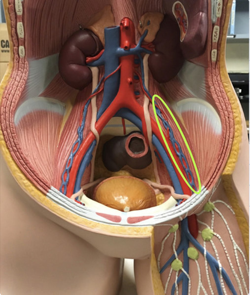 <p>Name the red vessel in the "braid"</p>