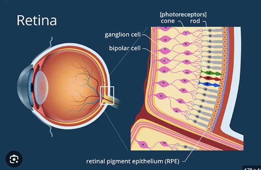 <p>Light</p><p>Rods and cones in the retina that perform transduction in vision.</p>