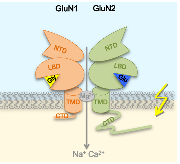 <ul><li><p>4 subunits </p></li><li><p>2x GluN1 2x GluN2</p></li><li><p>GluN1 bindt glycine!, is bijna altijd aanwezig</p></li><li><p>GluN2 bindt glutamaat</p></li></ul><p></p><p>MAAR </p><ul><li><p>kanaa niet open » Mg<sup>2+ </sup> » geen signaal transmissie, niet bij betrokken</p></li><li><p>hoe Mg<sup>2+ </sup> weg? » depolarisatie postsynaptische membraan! </p></li><li><p>door dus andere synaps </p></li></ul><p></p><p>OPEN</p><ul><li><p>glutmaat + postsynaptische depol = open</p></li><li><p>Fire together wire together!! </p></li><li><p>coincidence detector </p></li><li><p>Na<sup>2+</sup>+ Ca<sup> 2+ </sup> naar binnen </p></li></ul><p></p>