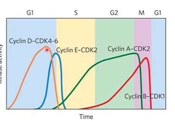 <p>CDK Plation/DPlation</p><p>controlled cyclin degradatino</p><p>synthesis of CDKs and cyclins</p><p>action of CDK inhibiting proteins</p>