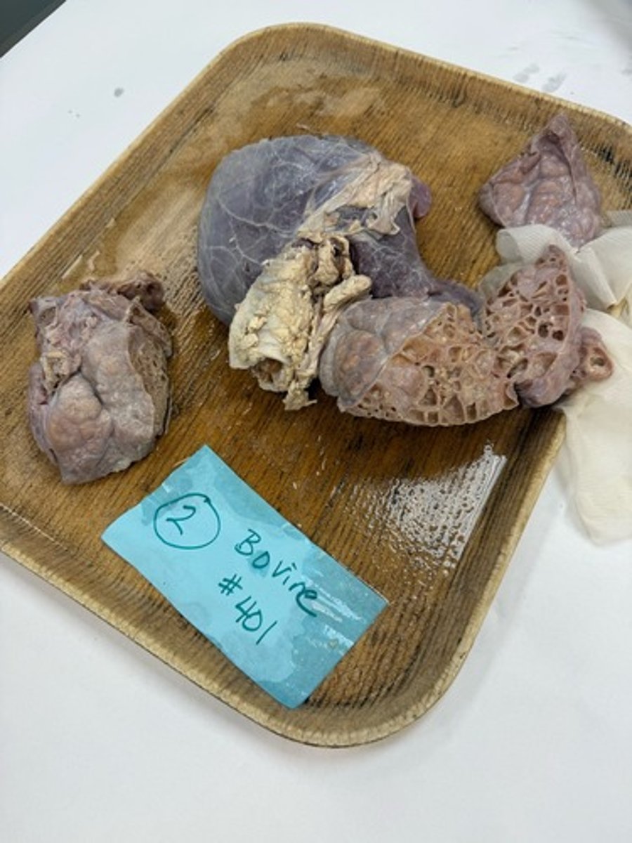 <p>Provide morphological diagnosis</p>