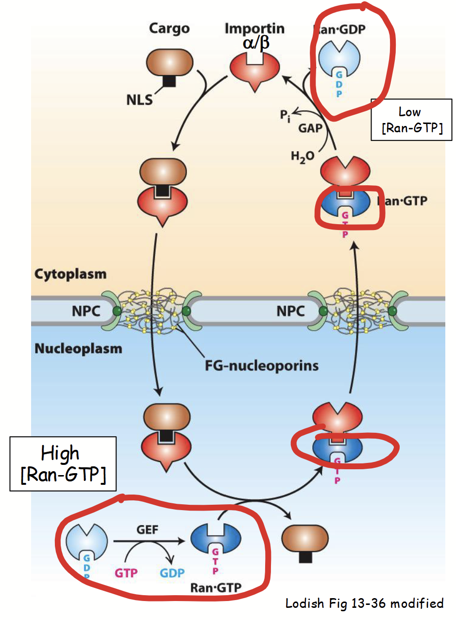 <ul><li><p>Small <strong>GTPase</strong>.</p><ul><li><p>Protein’s conformation and activity regulated by GTP binding and hydrolysis</p></li></ul></li><li><p>Exists in two distinct states:</p><ul><li><p><strong>Ran-GTP</strong> (active GTP-bound form)</p></li><li><p><strong>Ran-GDP</strong> (inactive GDP-bound form)</p></li></ul></li><li><p>A steep concentration gradient of Ran-GTP between nucleus and cytoplasm.</p></li><li><p>[Ran-GTP]<sub>nucleus</sub> &gt; [Ran-GTP]<sub>cytoplasm</sub></p></li></ul><p></p>