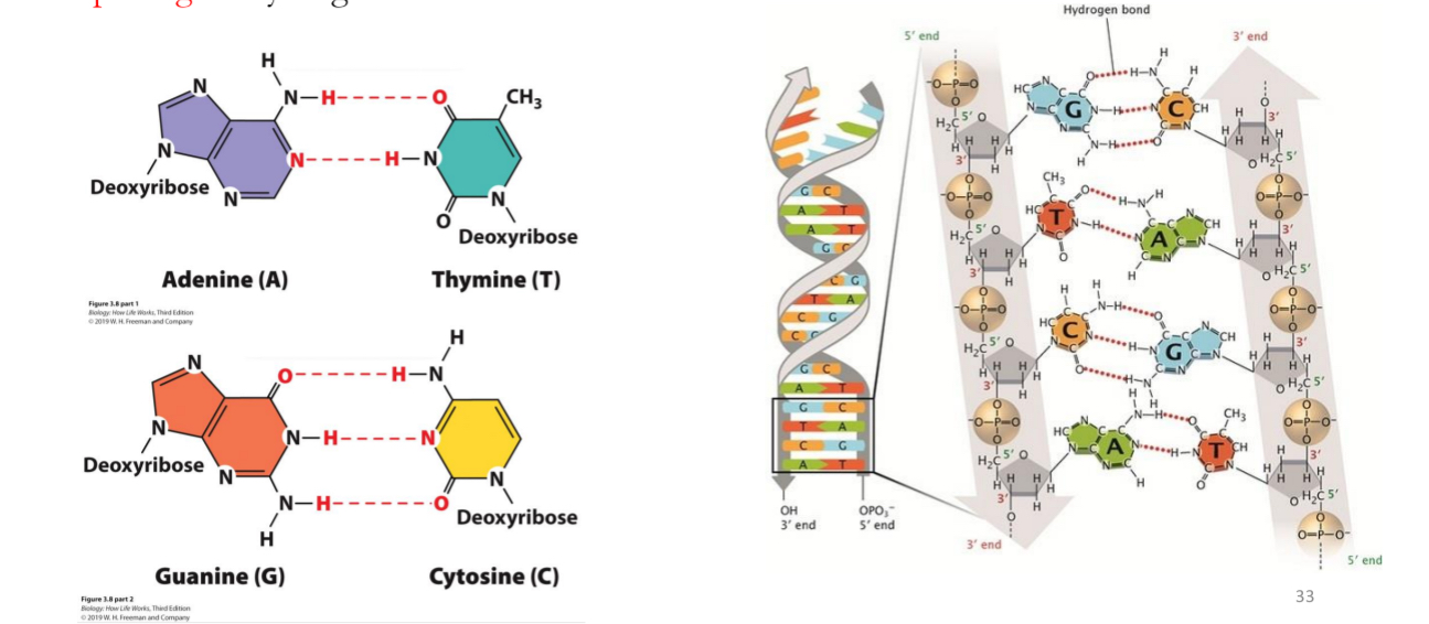 <ul><li><p>DNA double helix formed by base pairing of a purine with a pyrimidine</p></li><li><p>A bonds with T = 2 hydrogen bonds</p></li><li><p>G bonds with C = 3 hydrogen bonds</p></li></ul><p></p>
