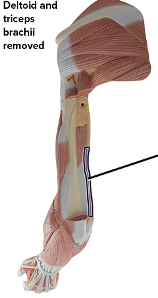 <p>supplies arm </p>