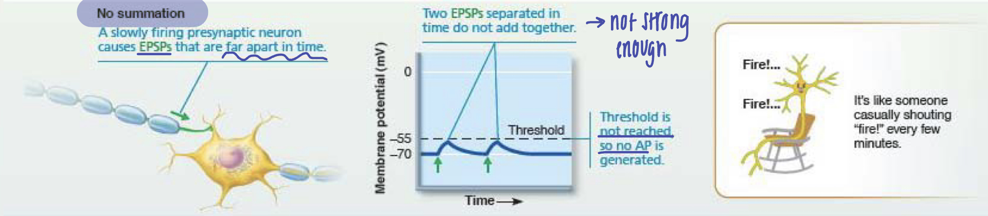 <p>presynaptic neuron causes EPSPs that are too far apart or too weak --&gt; they do not add together and is not strong enough --&gt; threshold is not reached, so no action potential is generated</p><p>signals summated --&gt; too weak/far --&gt; no fire</p>