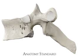 <p>Identify the part of the vertebra (side profile) and explain what diagnostic features helped you reach your conclusion.</p>